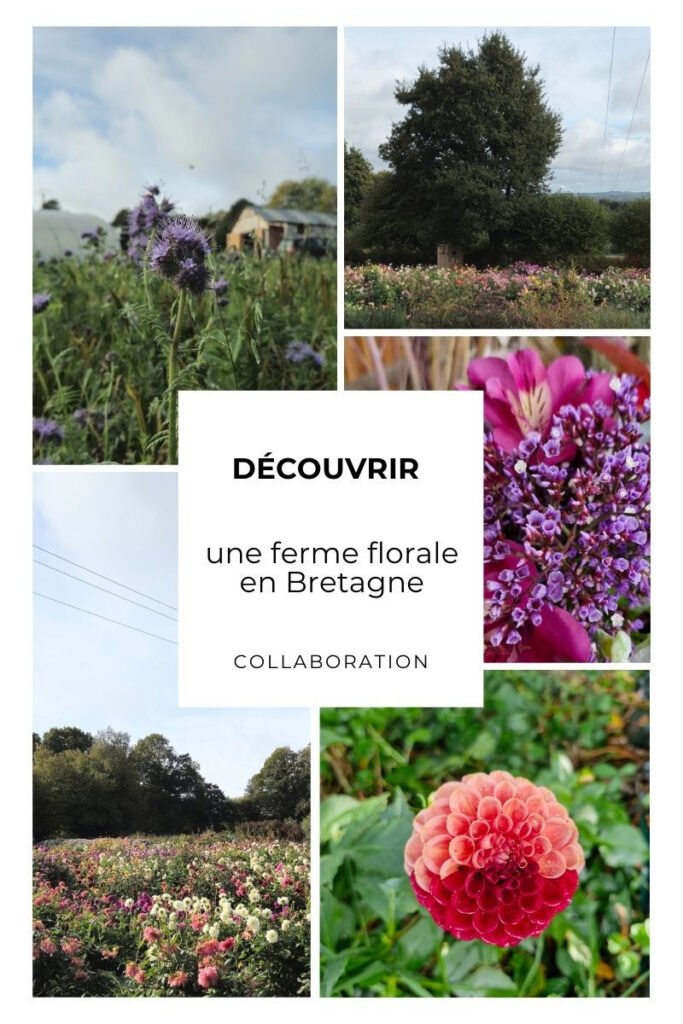 Miniature Instagram Bokedenn